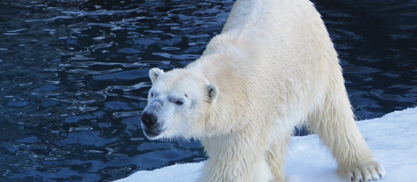 7-commandements-hiver-quebecois-geant-zoo-saint-felicien-saguenay-lac-saint-jean-quebec-le-mag