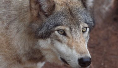 dormir-avec-les-loups-hebergement-loup-parc-omega-quebec-le-mag