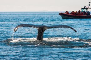 croisiere-essipit-baleine-cote-nord-quebec-le-mag