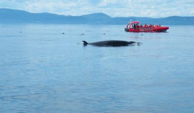 croisiere-essipit-baleine-cote-nord-quebec-le-mag
