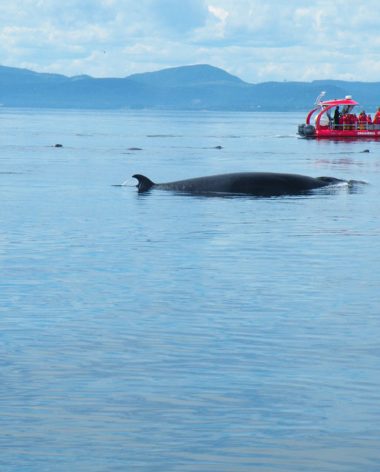 croisiere-essipit-baleine-cote-nord-quebec-le-mag