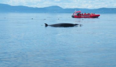 croisiere-essipit-baleine-cote-nord-quebec-le-mag