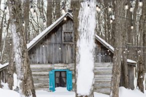 Temps des sucres à la Sucrerie de la Montagne