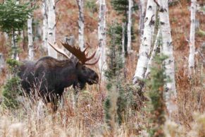 association-des-pourvoiries-du-quebec-caribou