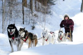 association-des-pourvoiries-du-quebec-traineau-chien