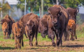 terre-des-bisons-quebec-le-mag