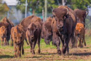 terre-des-bisons-quebec-le-mag