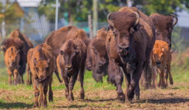 terre-des-bisons-quebec-le-mag