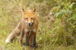 parc-national-de-la-mauricie-faune-quebec-le-mag