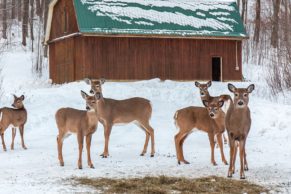 auberge-couleurs-de-france-outaouais-cerfs-de-virginie-quebec-le-mag