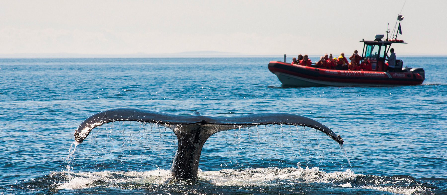 observation-de-la-faune-quebec-baleine-quebec-le-mag
