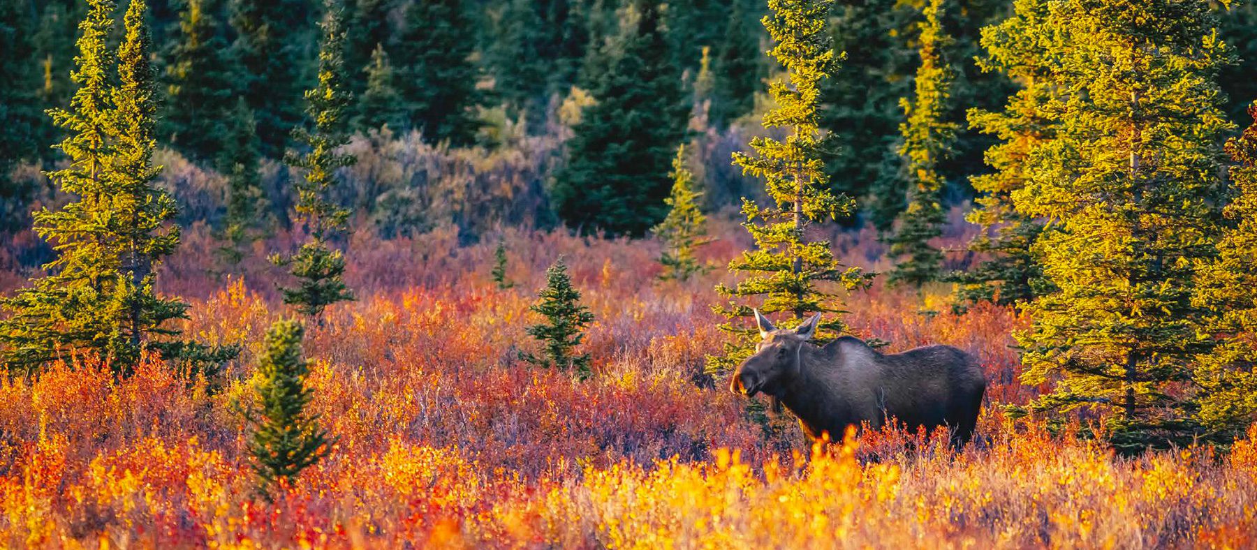 observation-de-la-faune-quebec-caribou-quebec-le-mag