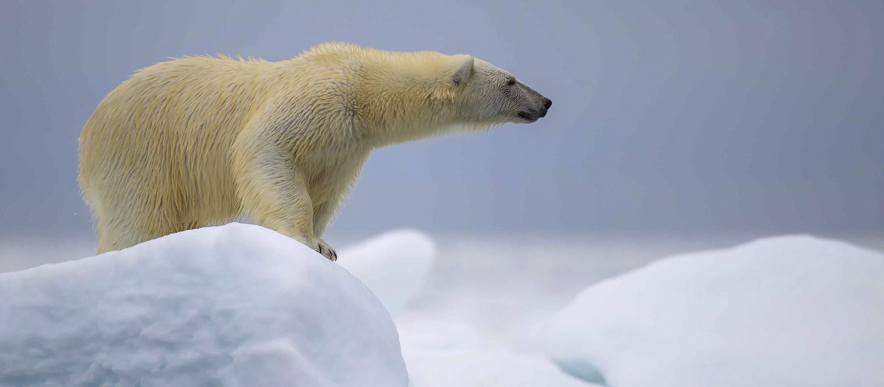 observation-de-la-faune-quebec-ours-polaire-quebec-le-mag