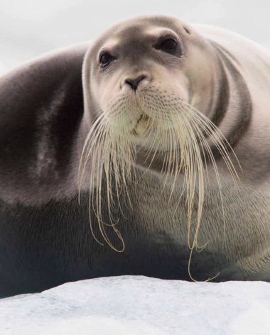 observation-de-la-faune-quebec-canada-phoque-barbu-quebec-le-mag