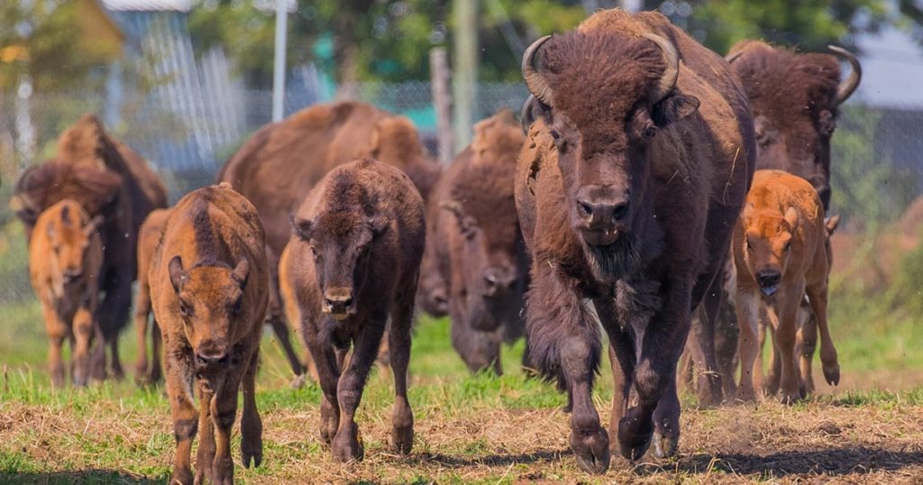 terre-des-bisons-lanaudiere-quebec-le-mag