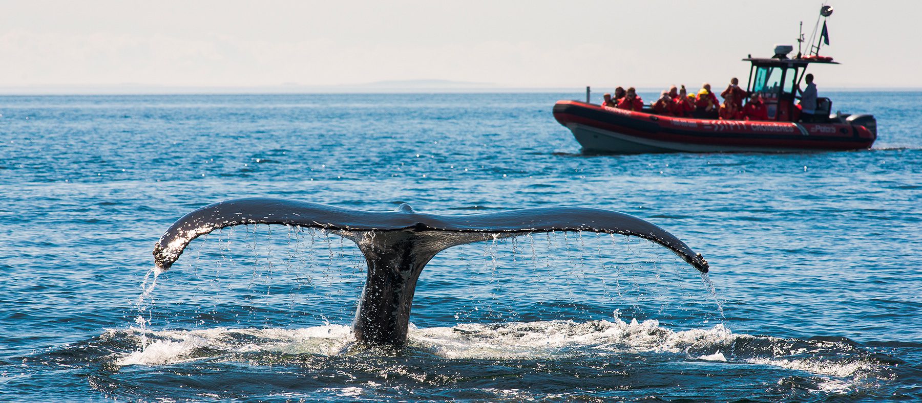 vivre-le-quebec-autochtone-observation-de-la-faune-baleine-quebec-le-mag