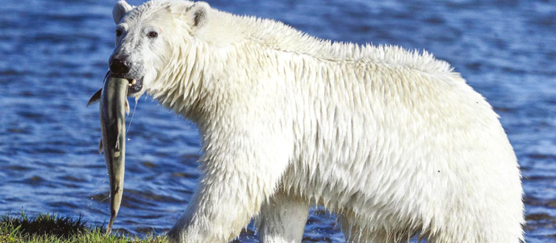 vivre-le-quebec-autochtone-observation-de-la-faune-ours-polaire-quebec-le-mag