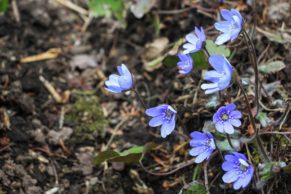 jardins-de-metis-gaspesie-anémone-hepatique-quebec-le-mag