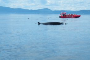 cote-nord-baleine-croisiere-essipit-quebec-le-mag