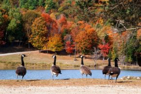 Parc Oméga : observation des bernaches du Canada en automne