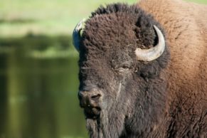 Parc Oméga : observation du bison