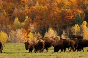Parc Oméga : observation des bisons en automne