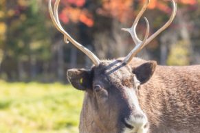 Parc Oméga : observation du caribou en automne