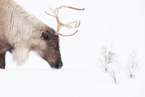 Parc Oméga : observation du caribou en hiver