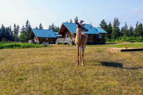 parc-national-anticosti-gaspesie-cerf-de-virginie-quebec-le-mag