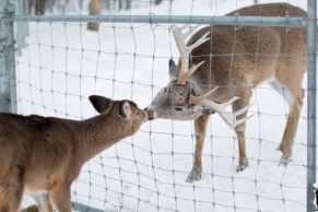 refuge-pageau-abitibi-temiscamingue-cerf-quebec-le-mag