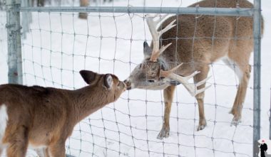 refuge-pageau-abitibi-temiscamingue-cerf-quebec-le-mag