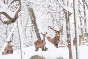 Parc Oméga : observation du cerf rouge en hiver