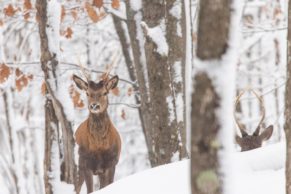 Parc Oméga : observation du cerf rouge en hiver