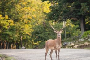 Parc Oméga : observation du cerf rouge