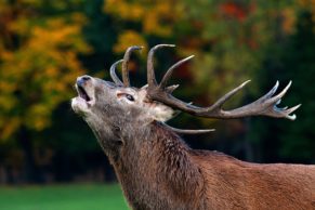 Parc Oméga : observation du cerf rouge en automne