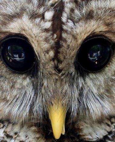 refuge-pageau-abitibi-temiscamingue-chouette-quebec-le-mag