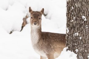 Parc Oméga : observation du daim en hiver