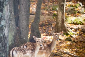 Parc Oméga : observation des daims en automne