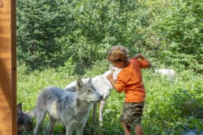 Dormir avec les loups au Parc Oméga