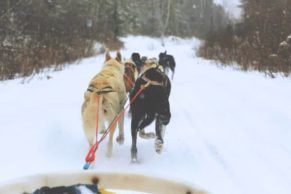 Traineau à chiens au Saguenay-Lac-Saint-Jean avec Equinox Aventure - Photo Les Productions RoadFish.tv