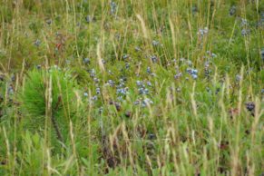 Bleuets sauvages au Saguenay-Lac-Saint-Jean - Photo Equinox Aventure