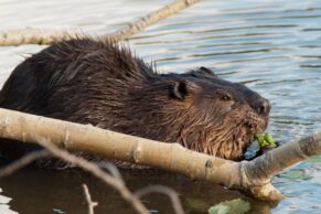 Parc Oméga - Castor