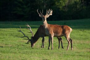 Parc Oméga - Cerf Rouge