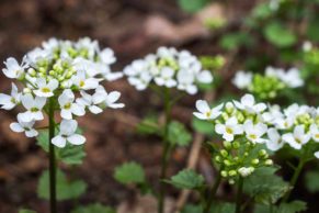 jardins-de-metis-gaspesie-fleur-quebec-le-mag