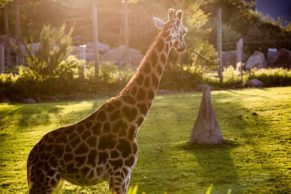 zoo-de-granby-cantons-de-lest-girafe-quebec-le-mag