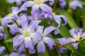 jardins-de-metis-gaspesie-gloire-des-neiges-fleur-quebec-le-mag