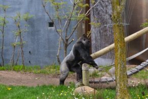 zoo-de-granby-cantons-de-lest-gorille-quebec-le-mag