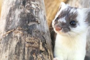 refuge-pageau-abitibi-temiscamingue-hermine-quebec-le-mag