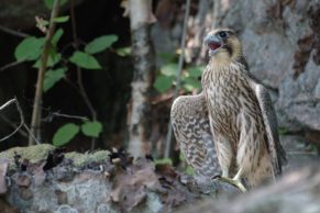 parc-national-aiguebelle-juvenile-oiseau-quebec-le-mag