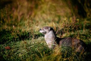 Parc Oméga - Photo Laure Poiret